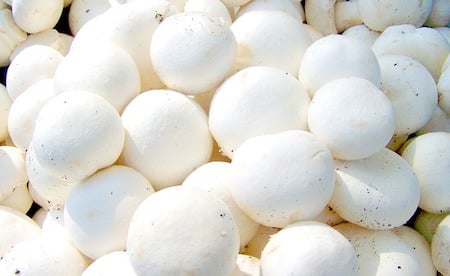 white button mushrooms