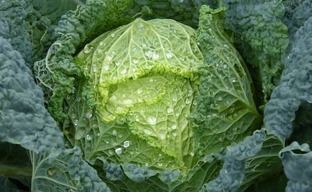 a single cabbage with leaves